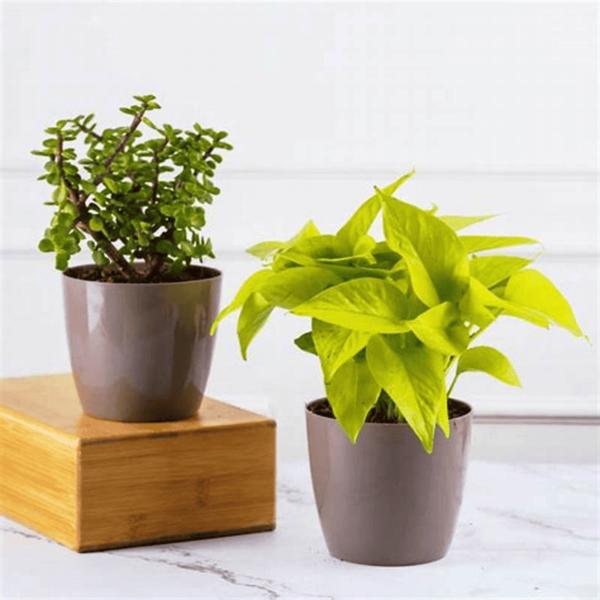 Prakruti Pots by The Carbon Footprints