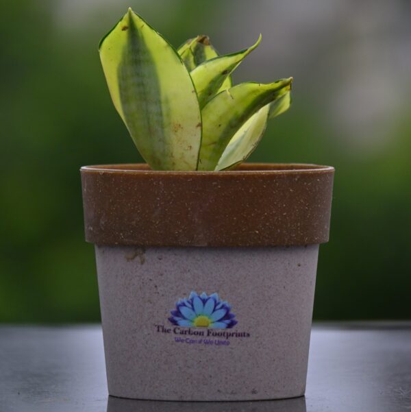 Golden Snake plant - Image 3
