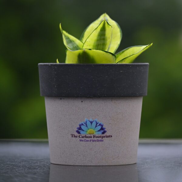Golden Snake plant - Image 4