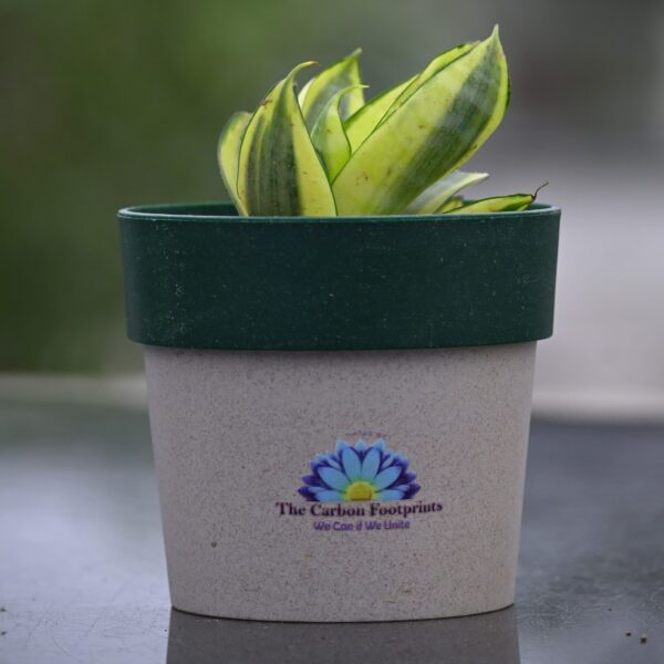 Golden Snake plant - Image 2