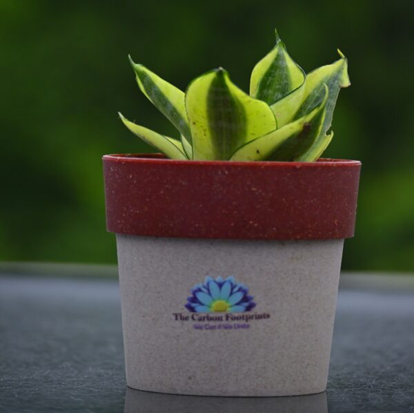 Golden Snake plant - Image 5