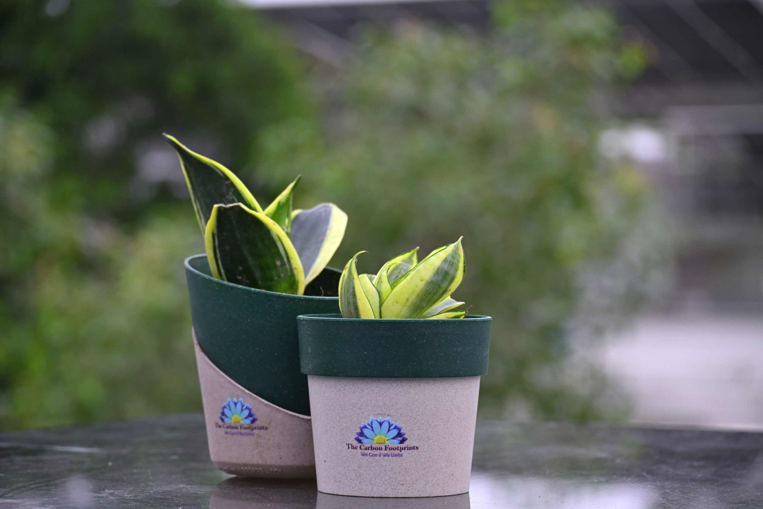 Golden Snake plant